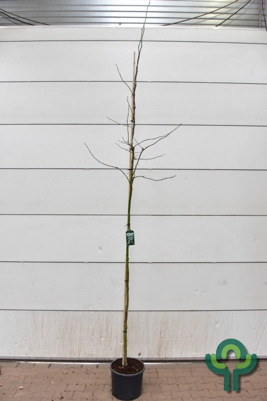 Gleditsia triacanthos 'Skyline'