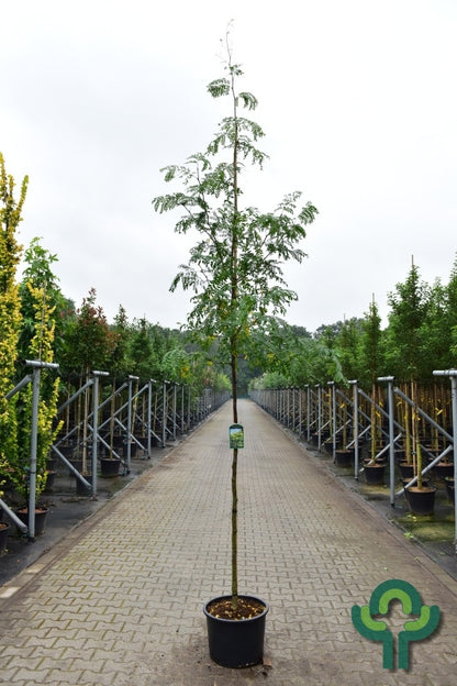 Gleditsia triacanthos 'Skyline'