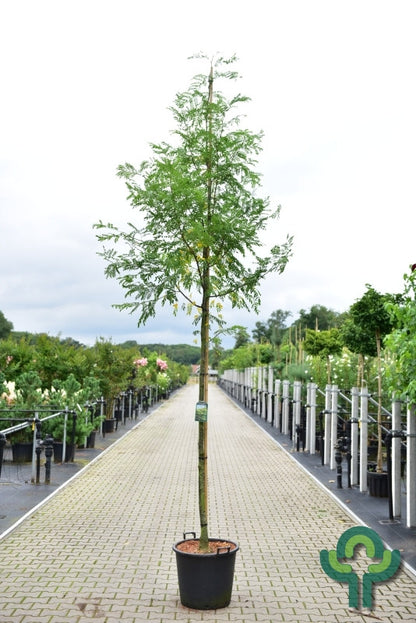 Gleditsia triacanthos 'Skyline'