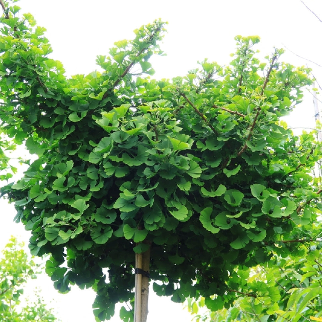 Ginkgo biloba 'Globus'