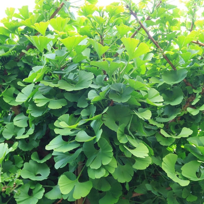 Ginkgo biloba 'Globus'