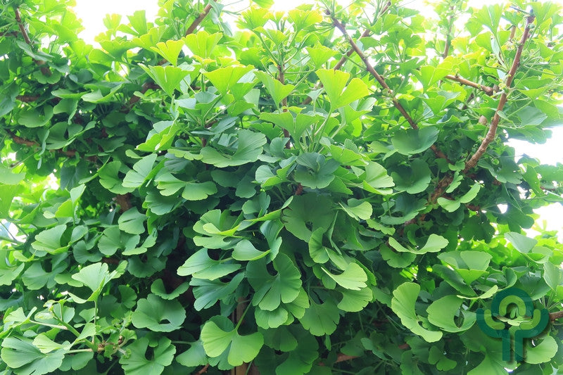 Ginkgo biloba 'Globus'