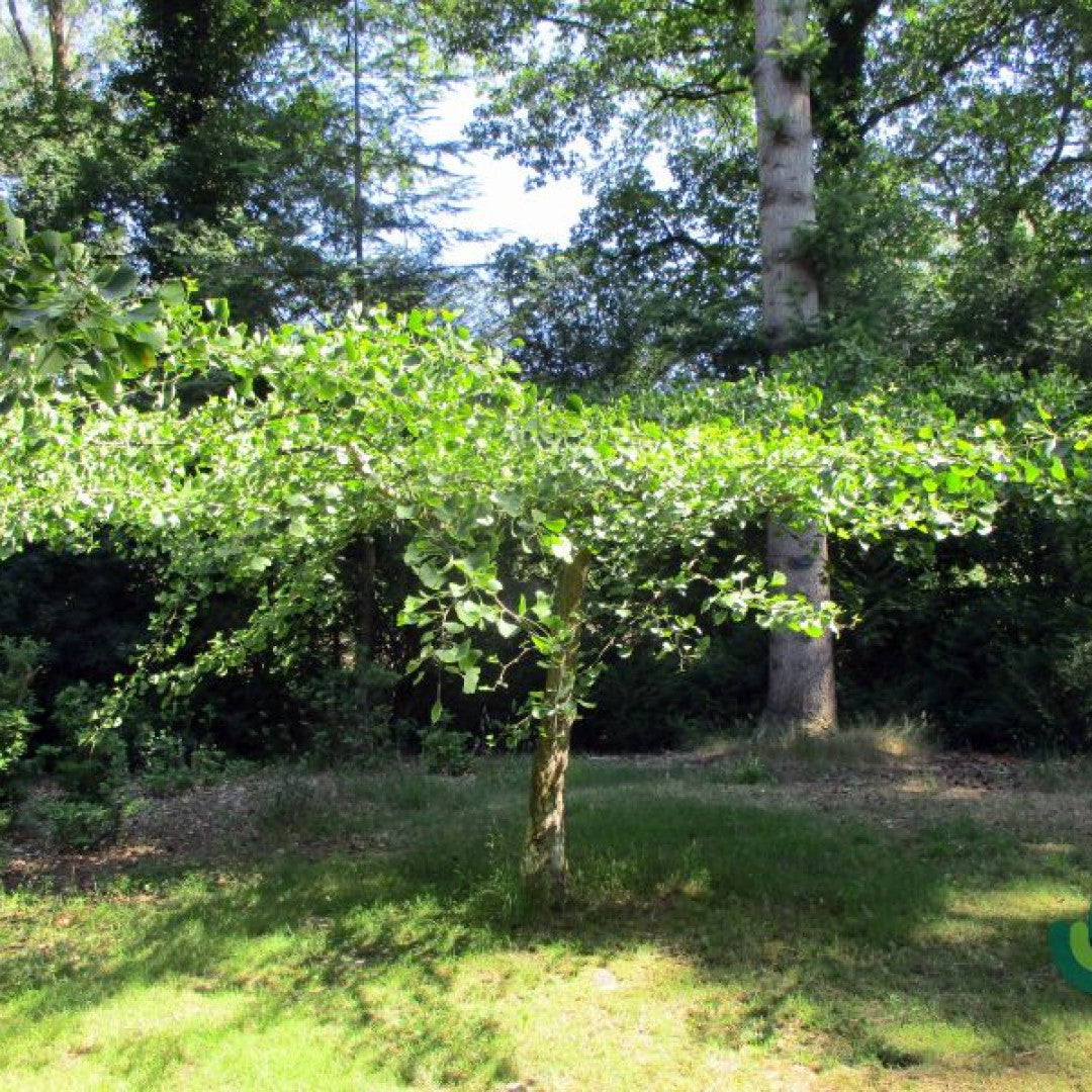 Ginkgo biloba 'Horizontalis'