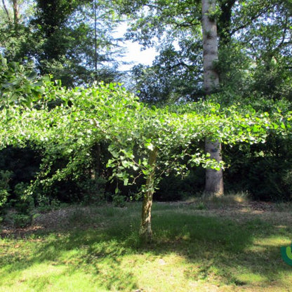 Ginkgo biloba 'Horizontalis'