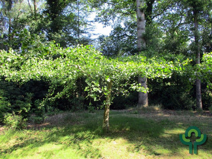 Ginkgo biloba 'Horizontalis'