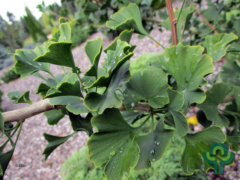 Ginkgo biloba 'Menhir'