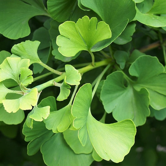 Ginkgo biloba 'Mariken'