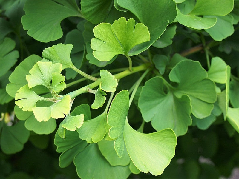 Ginkgo biloba 'Mariken'