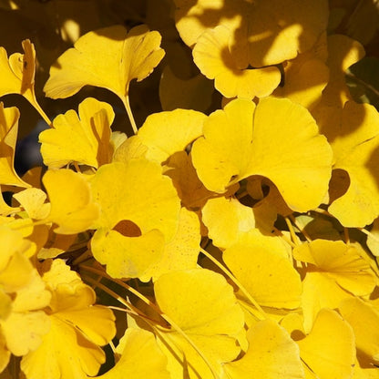 Ginkgo biloba 'Mariken'