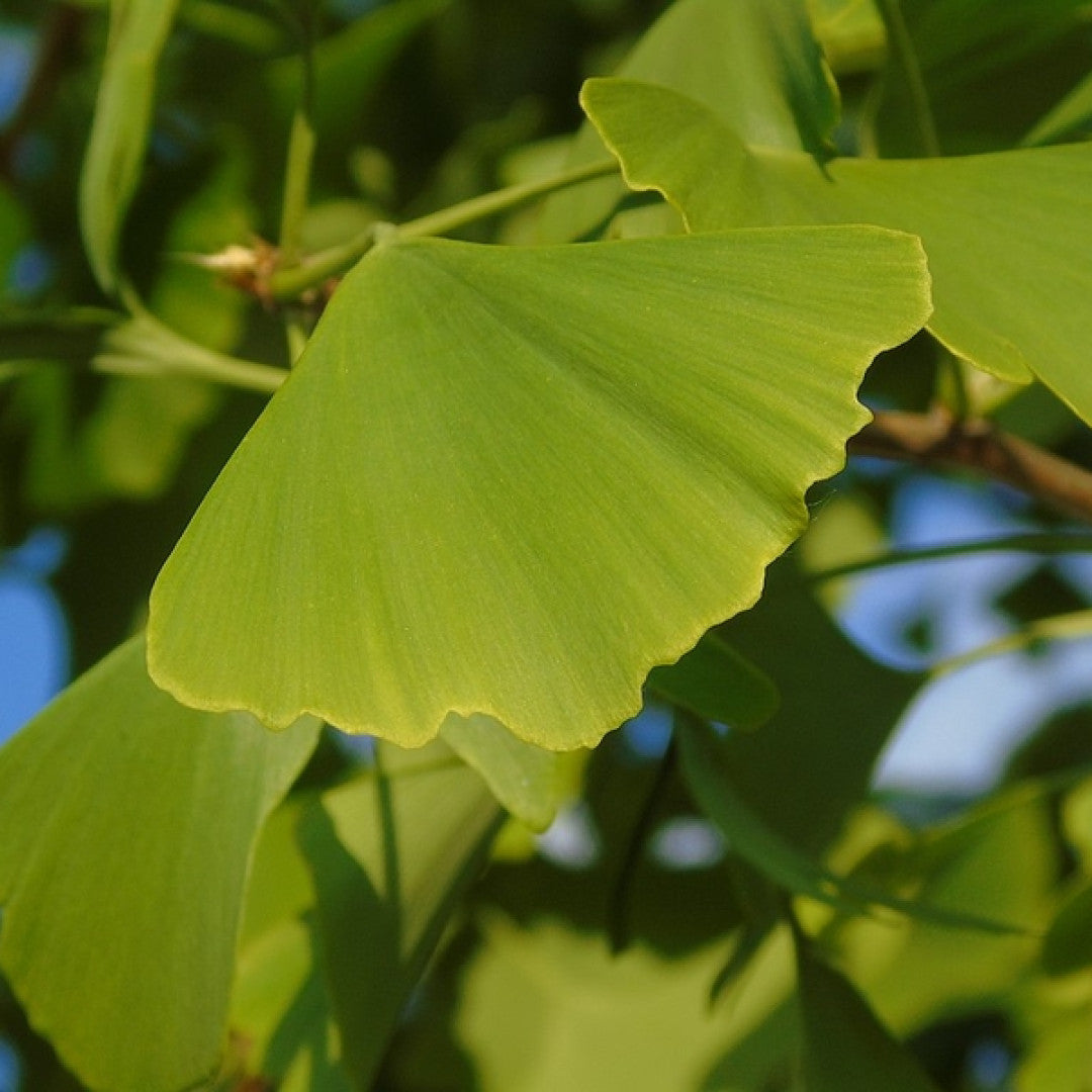 Japanse notenboom (Ginkgo biloba)