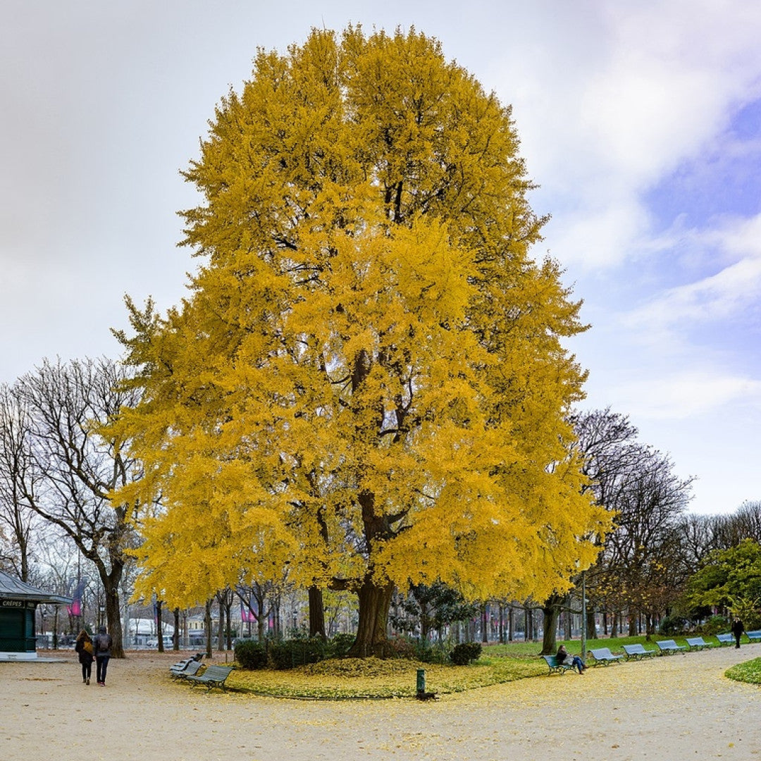 Japanse notenboom (Ginkgo biloba)