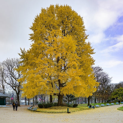 Japanse notenboom (Ginkgo biloba)