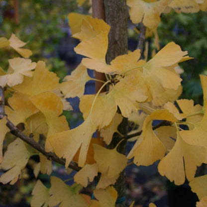 Japanse notenboom (Ginkgo biloba)