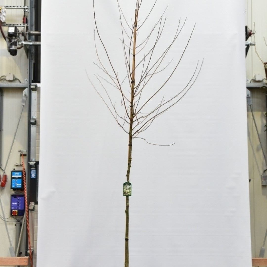 Halesia monticola