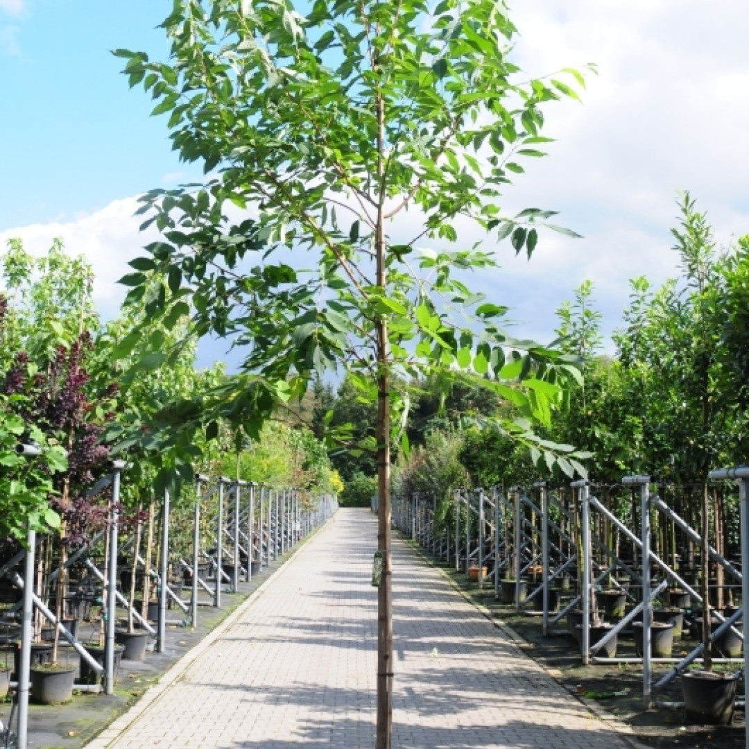 Halesia monticola