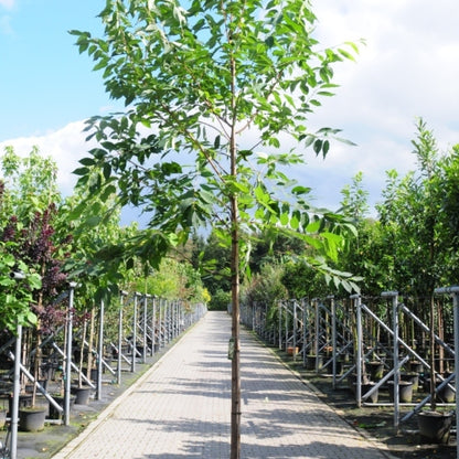 Halesia monticola