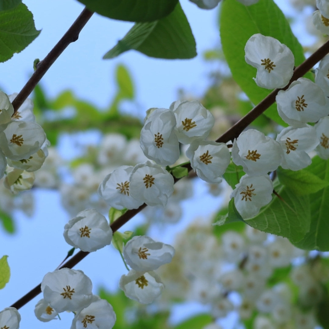 Halesia monticola