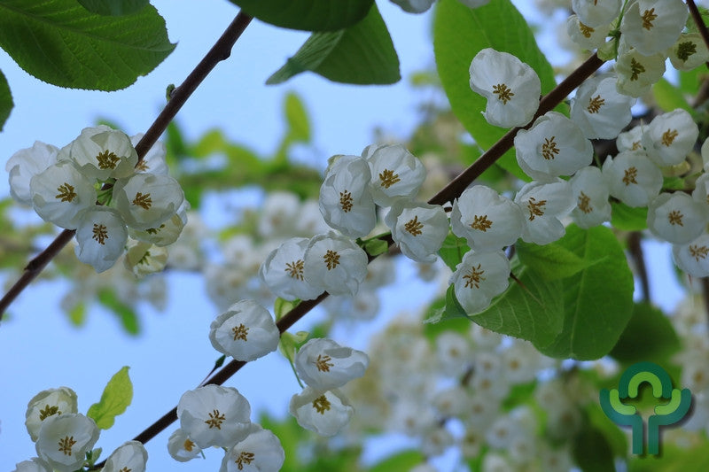 Halesia monticola
