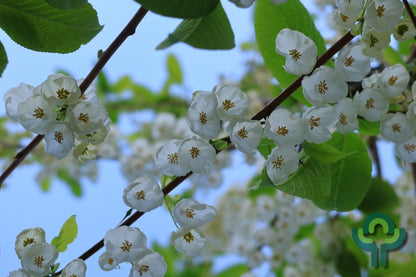 Halesia monticola