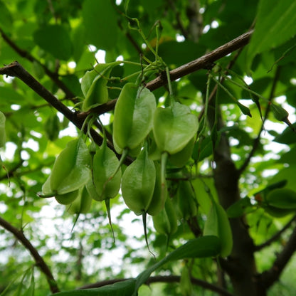 Halesia monticola