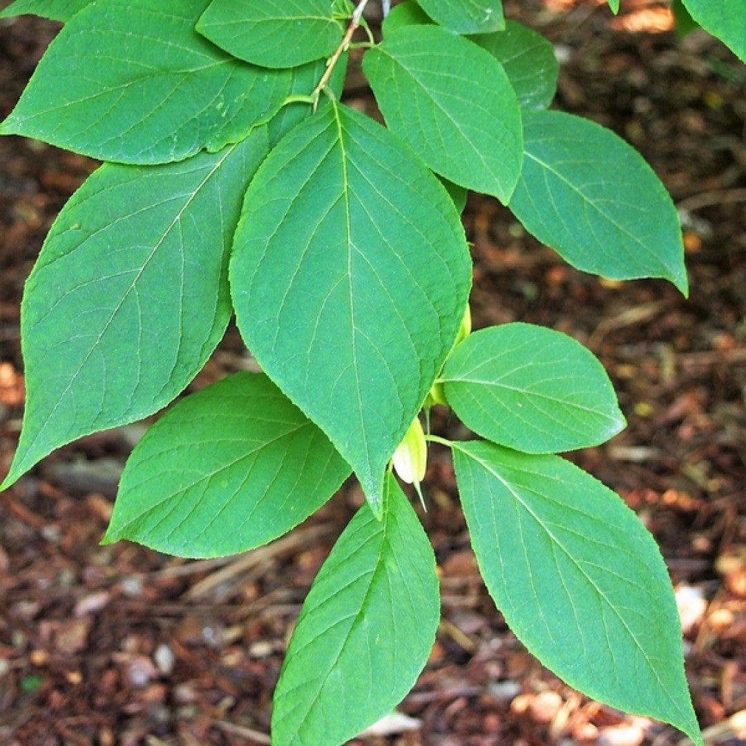 Halesia monticola
