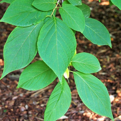 Halesia monticola