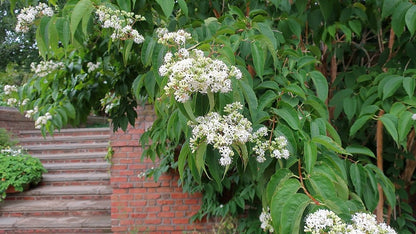 Heptacodium miconioides