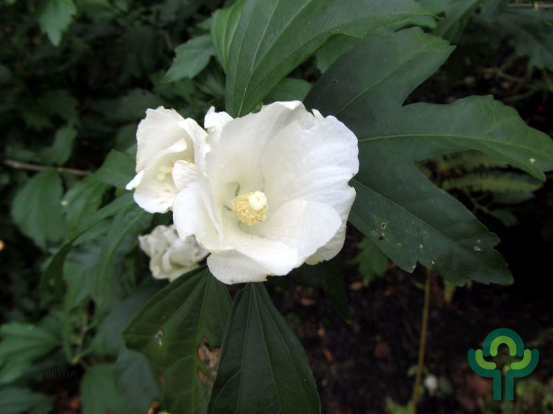 Hibiscus syriacus 'Totus Albus'