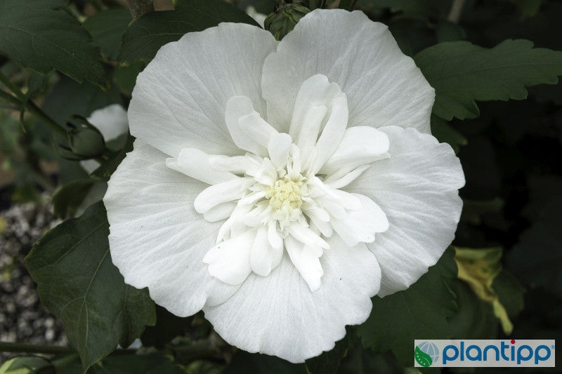 Hibiscus syriacus White Chiffon