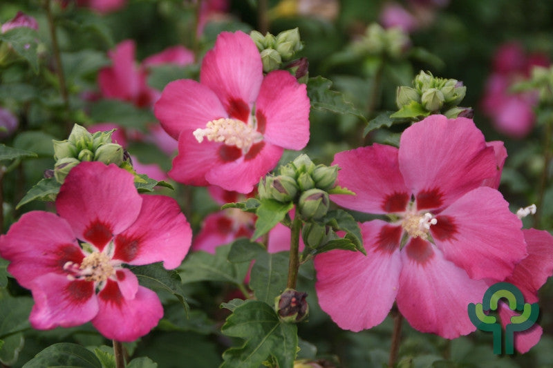 Hibiscus syriacus 'Woodbridge'