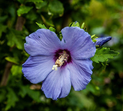 Hibiscus syriacus 'Oiseau Bleu'