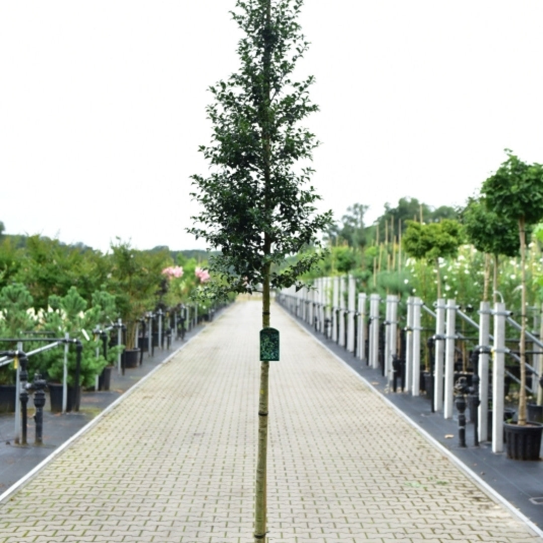 Ilex aquipernyi Dragon Lady