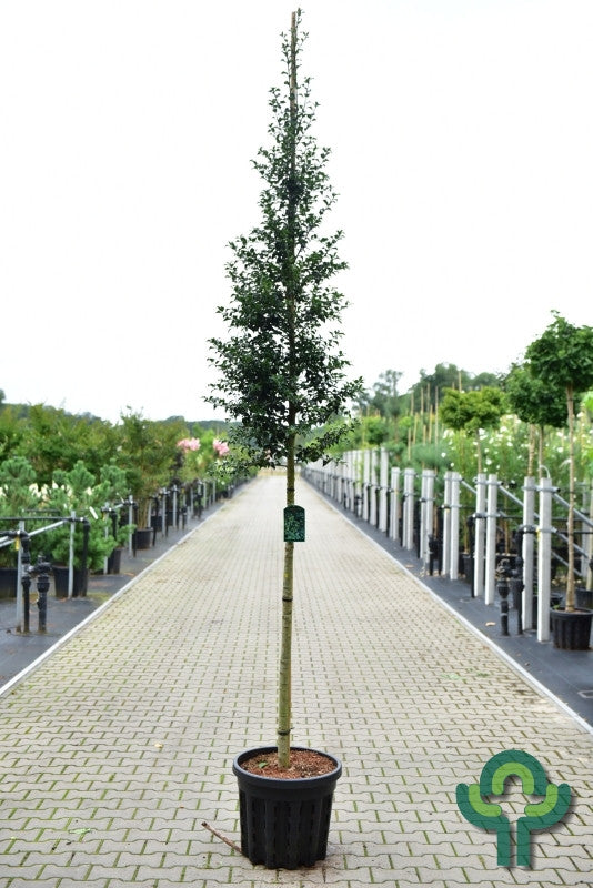 Ilex aquipernyi Dragon Lady