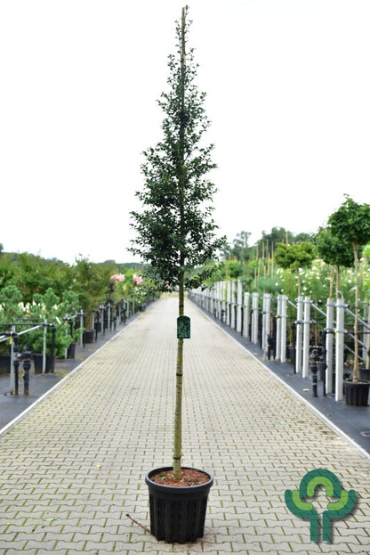 Ilex aquipernyi Dragon Lady