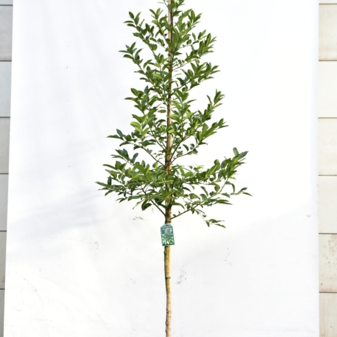 Ilex koehneana 'Chestnut Leaf'