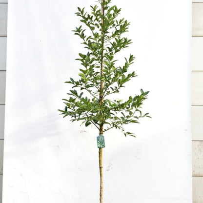 Ilex koehneana 'Chestnut Leaf'