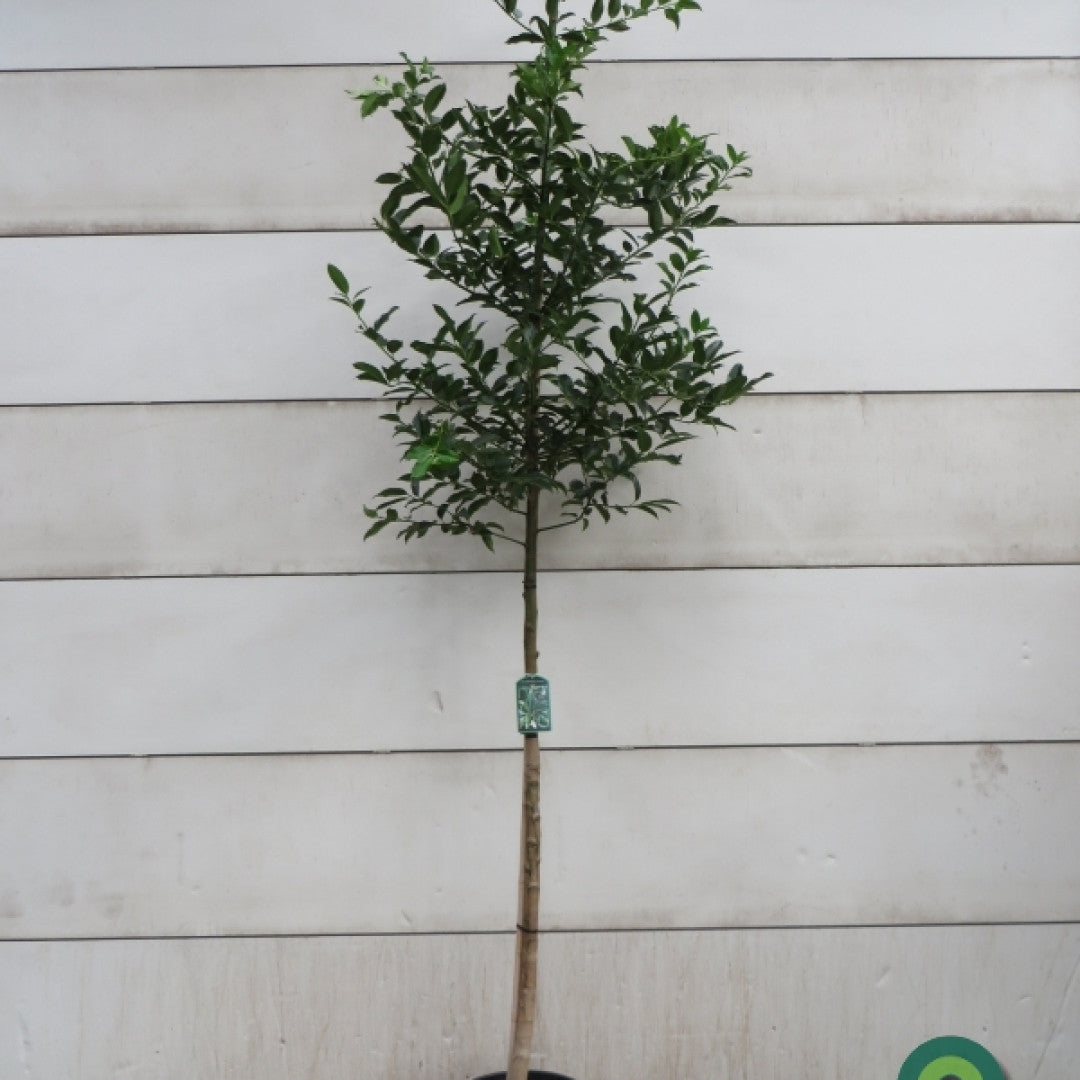 Ilex koehneana 'Chestnut Leaf'