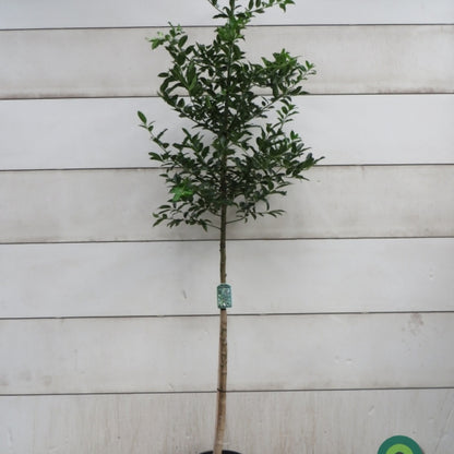 Ilex koehneana 'Chestnut Leaf'