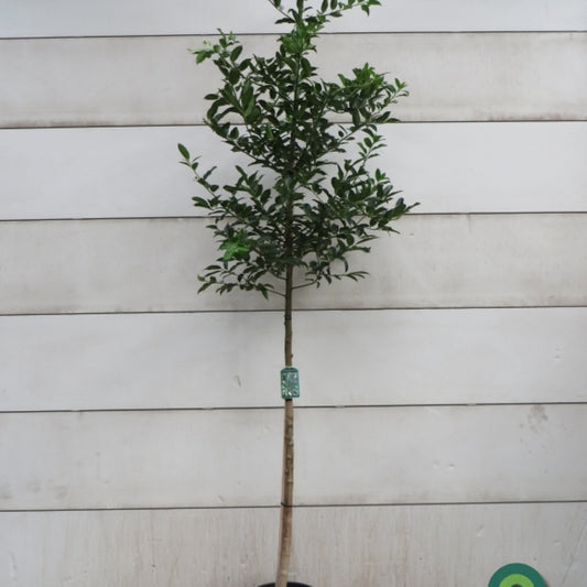 Ilex koehneana 'Chestnut Leaf'
