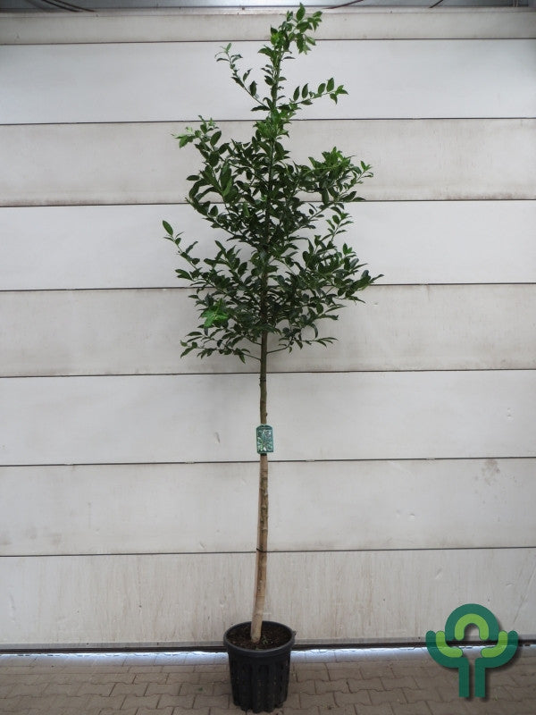 Ilex koehneana 'Chestnut Leaf'