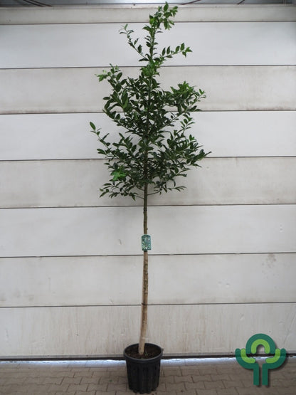 Ilex koehneana 'Chestnut Leaf'