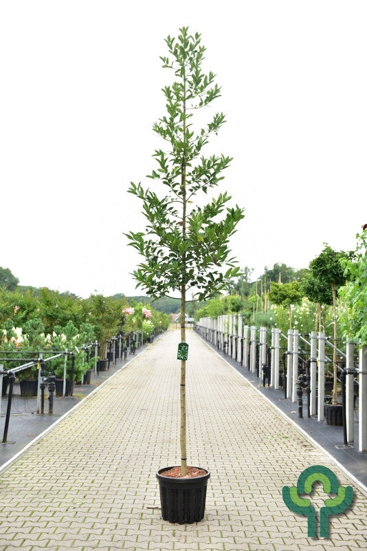 Ilex koehneana 'Chestnut Leaf'