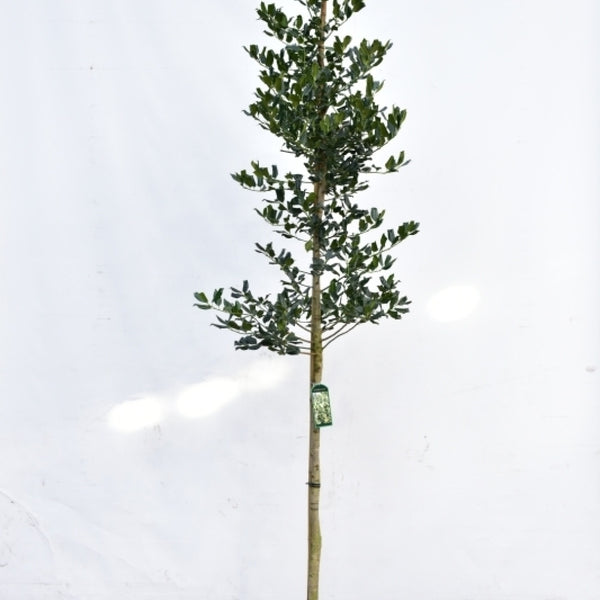 Ilex 'Nellie R. Stevens'