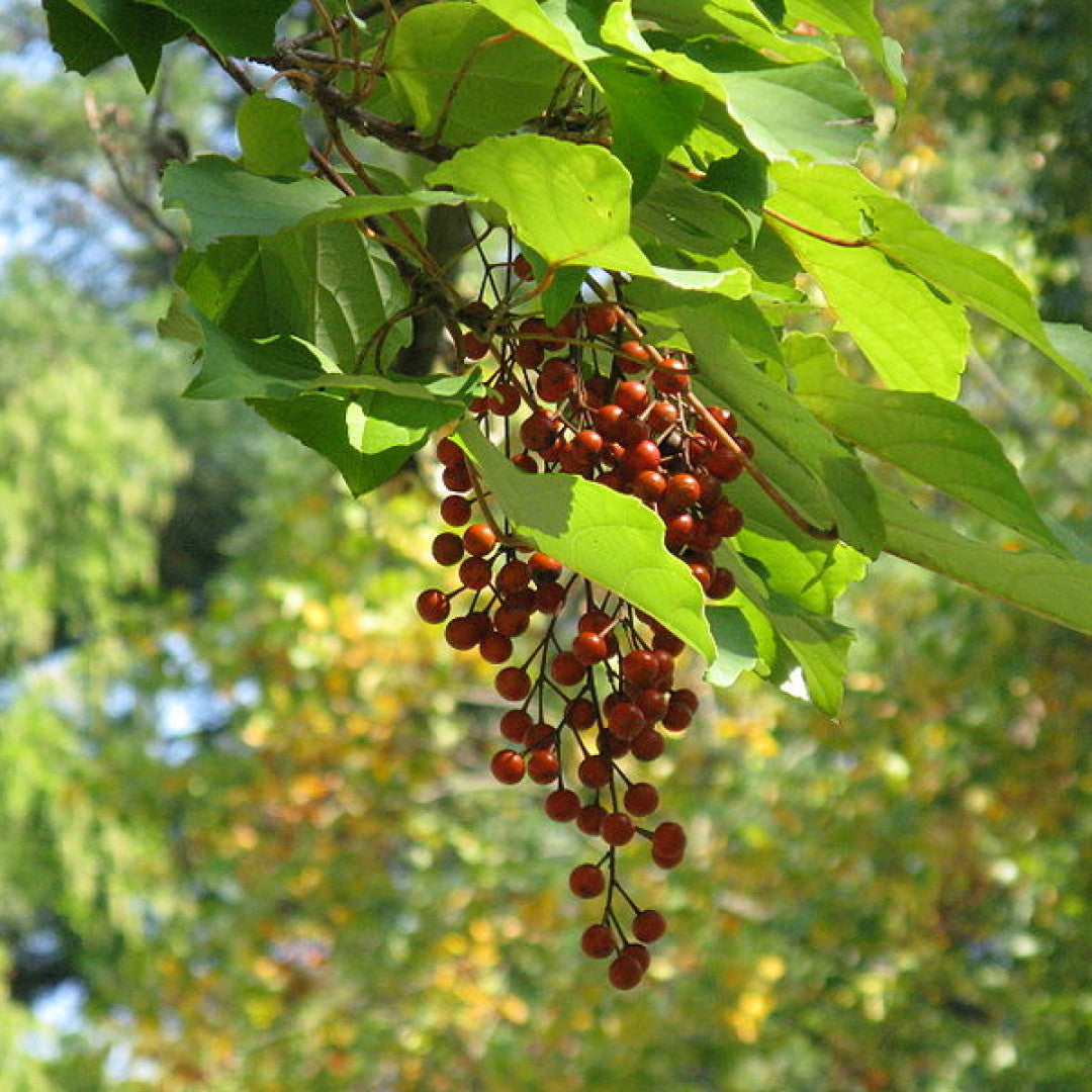 Idesia polycarpa