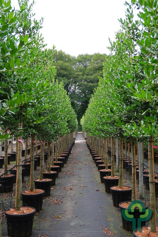 Ilex 'Nellie R. Stevens'