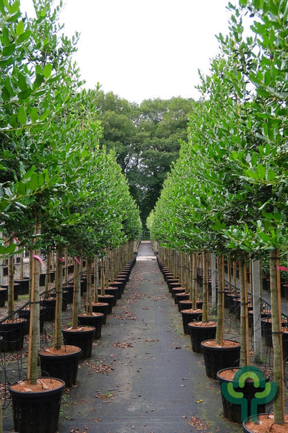 Ilex 'Nellie R. Stevens'