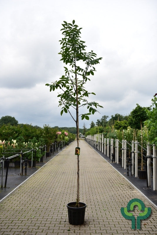 Walnoot (Juglans regia) 'Bella Maria'