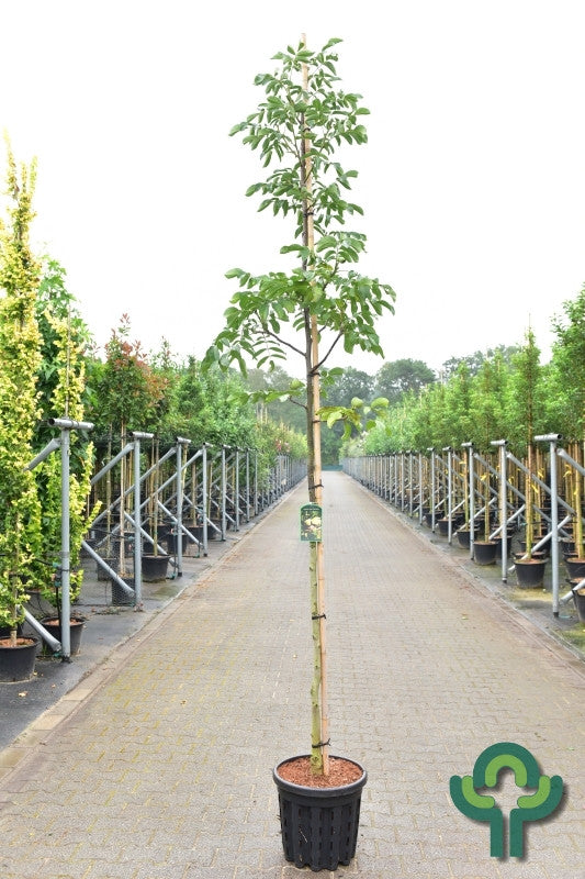 Walnoot (Juglans regia) 'Chandler'