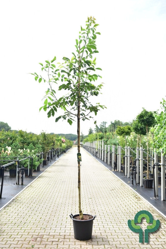 Walnoot (Juglans regia) 'Chandler'