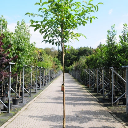 Walnoot (Juglans regia)